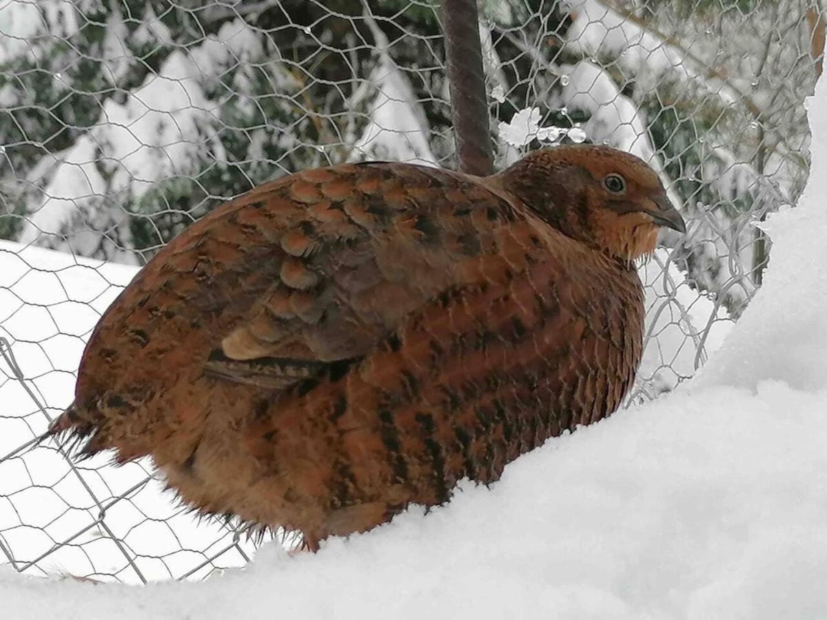 Appartamento Accogliente Di Montagna A Cavagnago Faido Exteriör bild